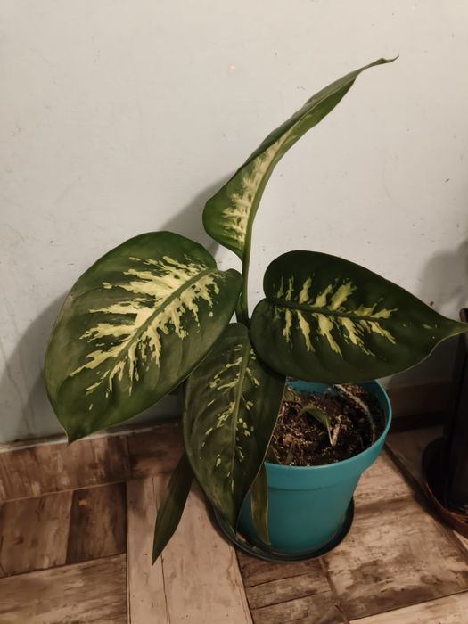Vand diferite plante