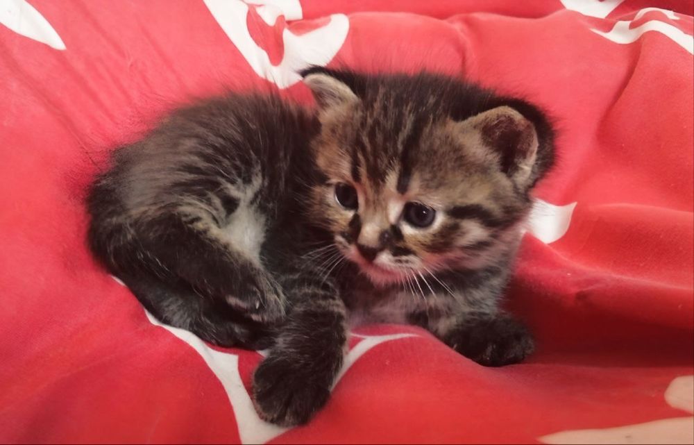 Продаются котята