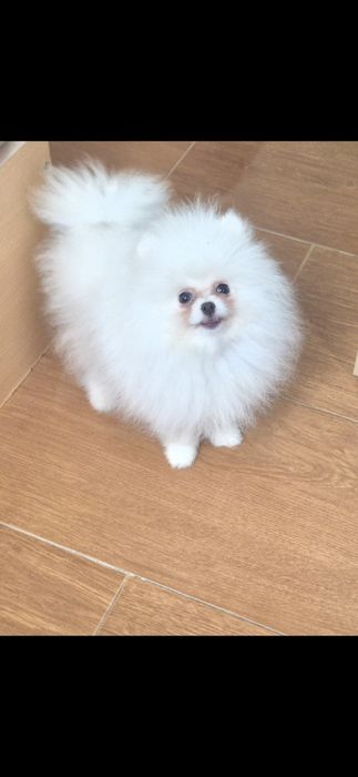 Три  момчета померани