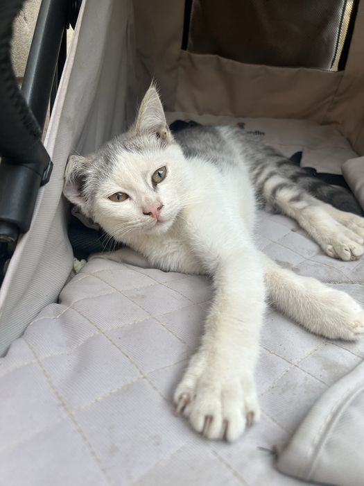 Отдам даром котят