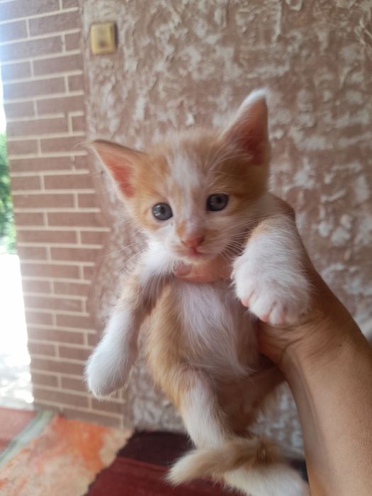 Котята отдам даром