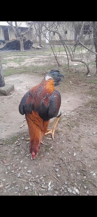 Дакан кораз сатылады