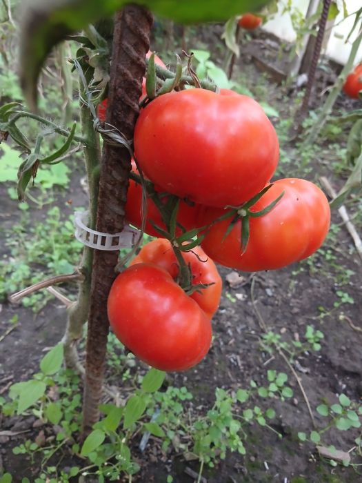 Продам помидоры домашние