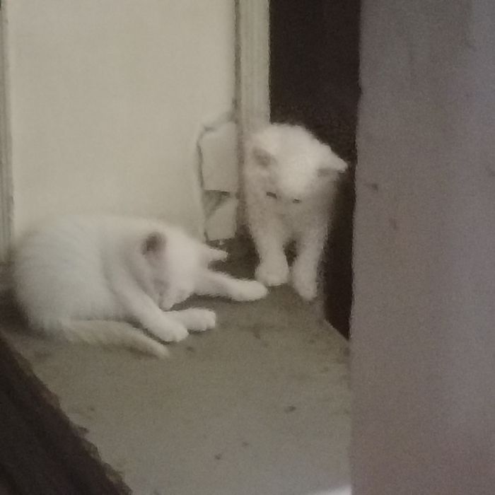 4котенка.отдаем даром