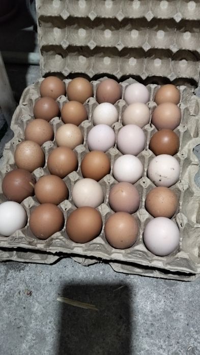 Инкубационный яйца