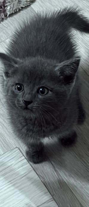 отдам в хорошие руки