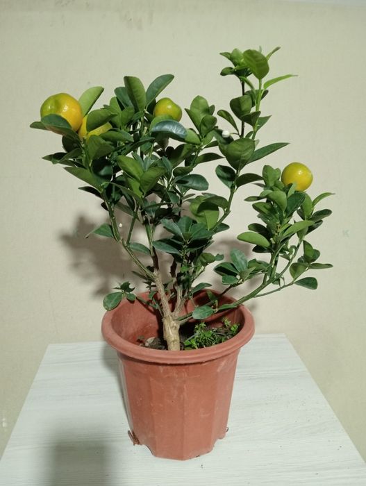 Мандарин ва кумкуват кучатлари сотилади хосиллари билан.