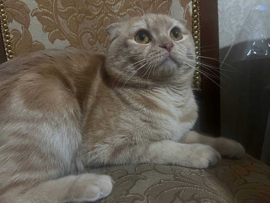 Отдаю кота хорошим рукам бесплатно его имя Руфус