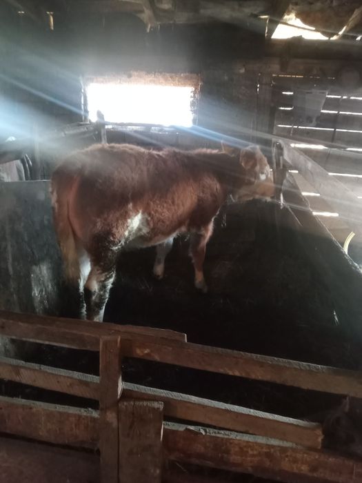 Vînd vițea de 5 luni