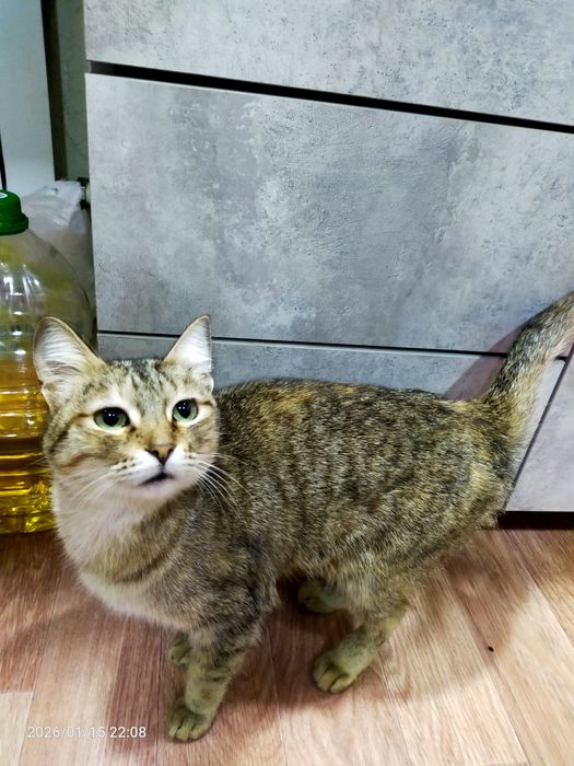 Срочно нужен дом