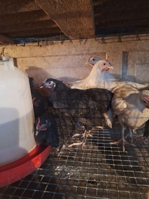 Продам цыплят домашние