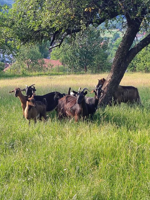 Vând capre in Localitatea Șuncuiuș , 5 bucăți rasa Carpatin