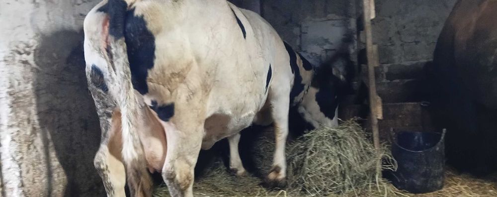 Корова с 3 отёлом Продам