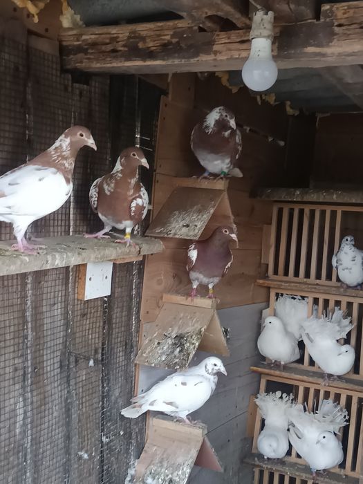 Voiajori  Meulemans de vânzare