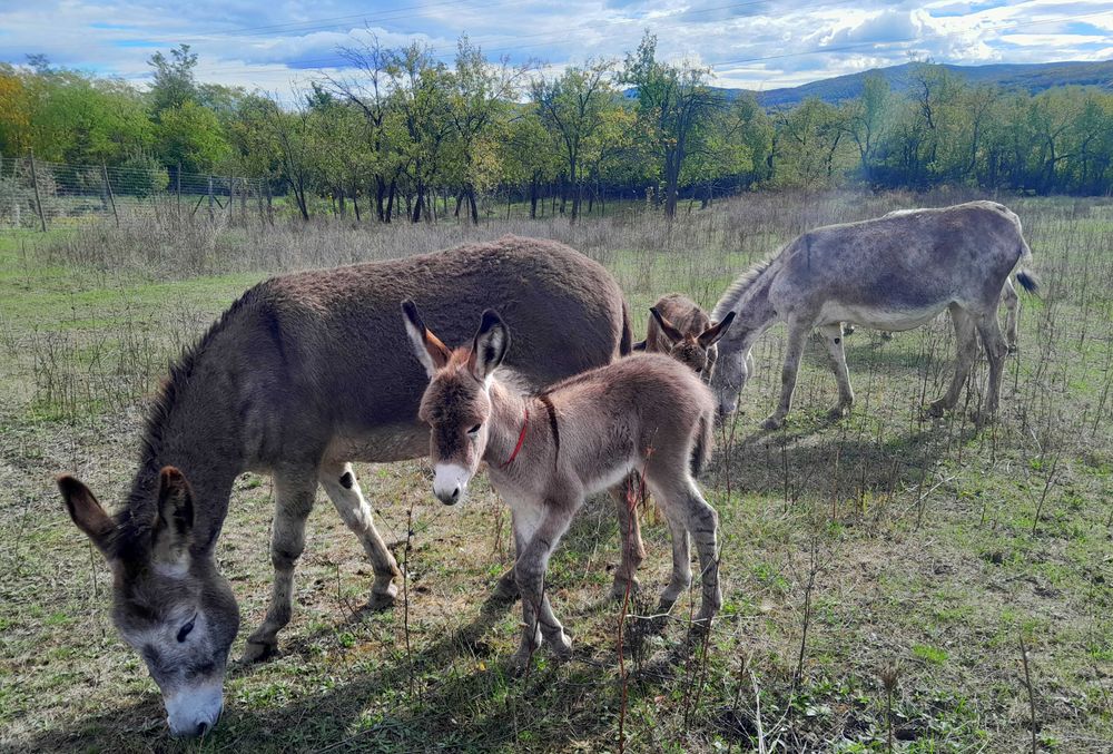 Lapte de magarita din Parscov, Buzau - Producator atestat