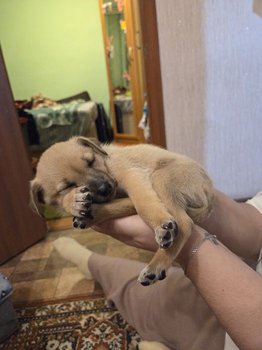 Отдам щенка собачка