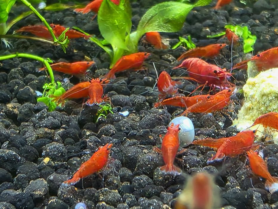 Creveti red sakura, melci pomaceea acvariu