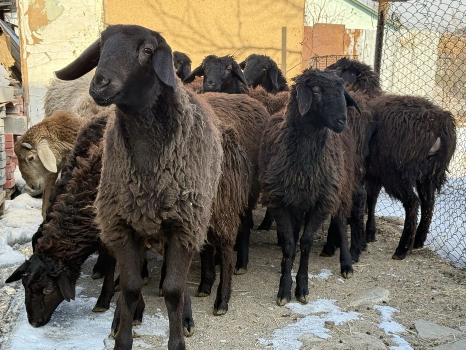 Срочно продается