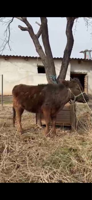 Жақсы порода қашар сатылады