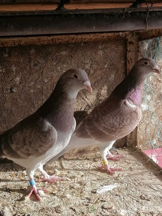 Vând porumbei voiajori de concurs