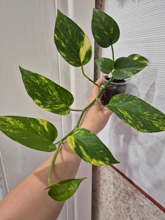 Комнатные цветы разные