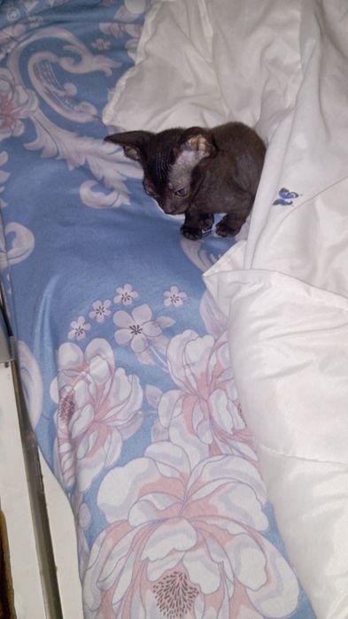 Продам сфинкса мальчика 1.5 месяца к лотку приучен