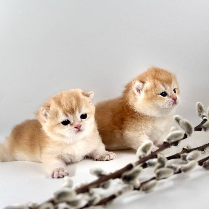 Плюшки золотинки лялечки