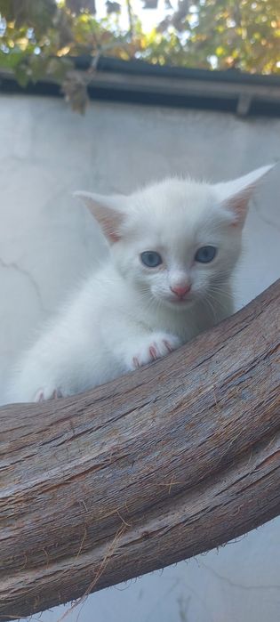 Skottish strayt mushuklar