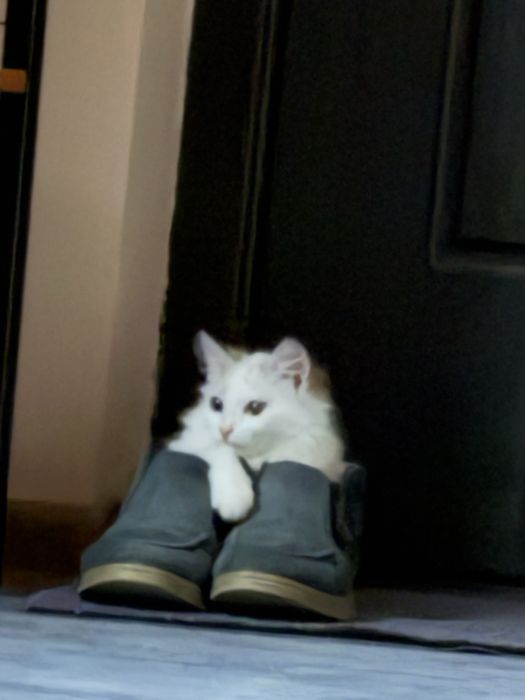 Котенок красавчик