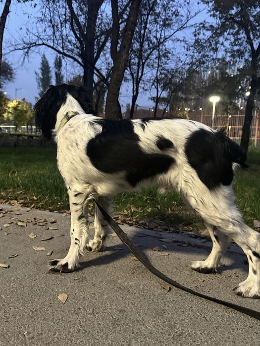 Русский охотничий спаниель