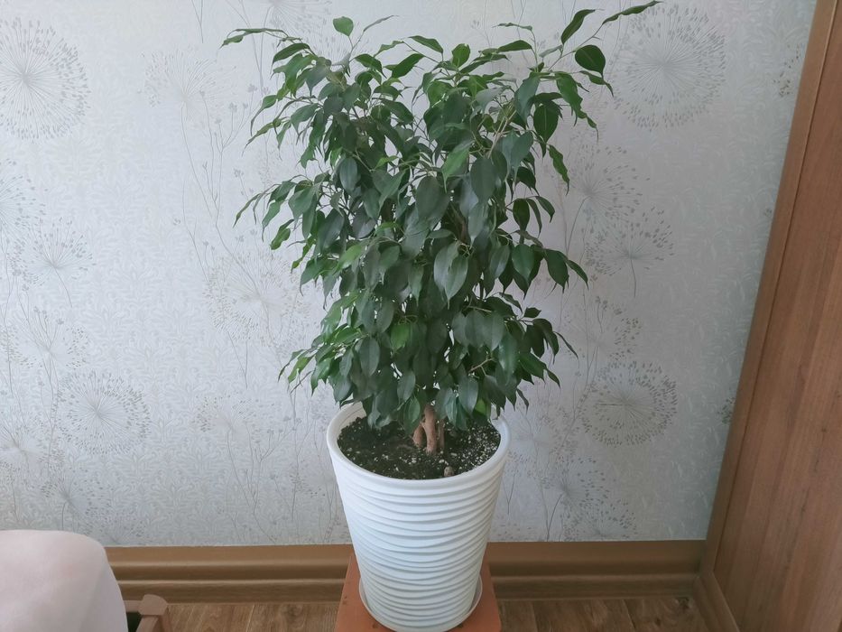 Цветы для офиса, дома Фикус бенджамина