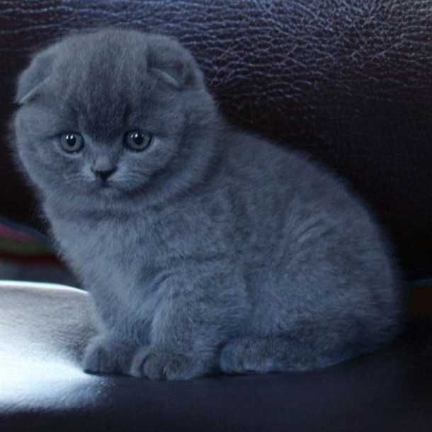 Приглашаем на вязку девочку