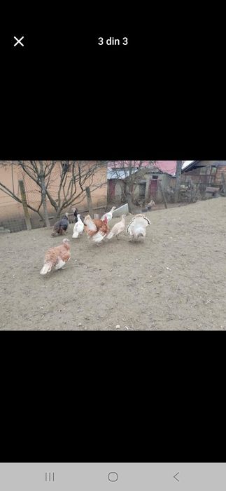 Vând curci și curcani