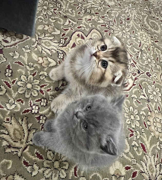 шотландский скоттиш-фолд и золотая шиншилла