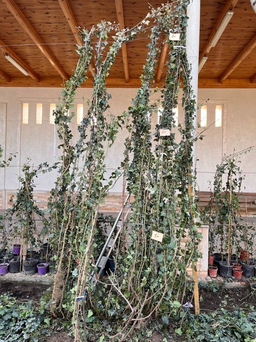 Растение Плюш вечнозеленный