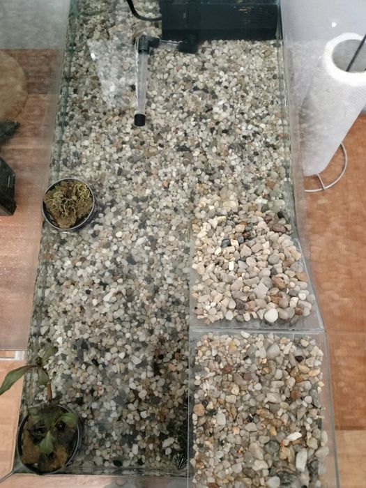 Vand broasca țestoasă