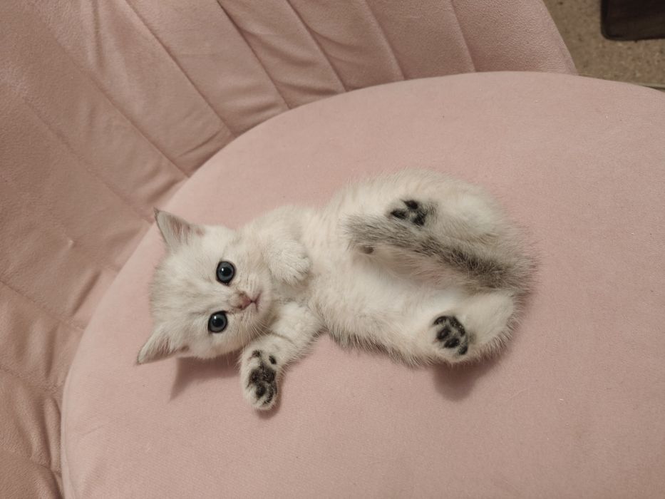 Шиншиллы Серебро Алматы