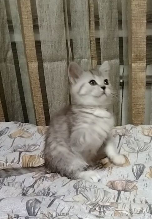 Скоттиш страйт. Девочка.