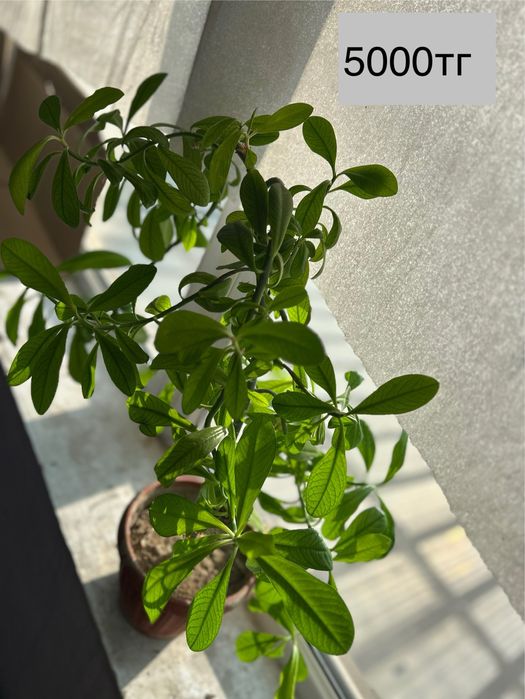 Красивве цветы для дома и офиса