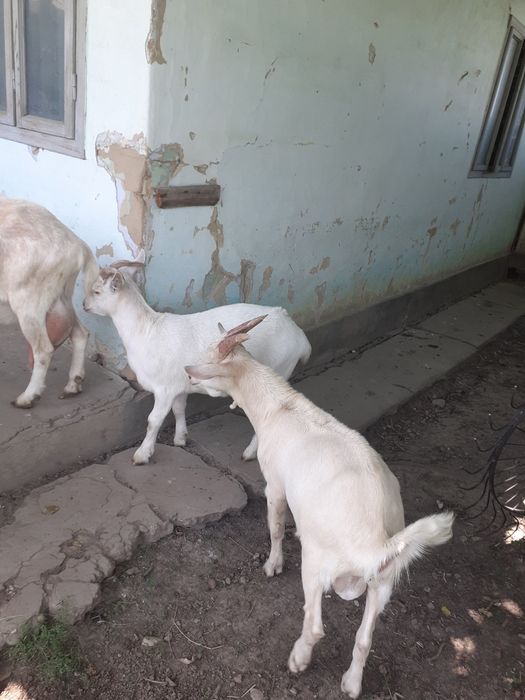 Vand 2 Iezi buni de lapte
