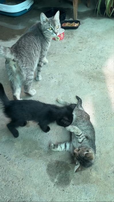 Отдам бесплатно в хорошие руки кошку и четыре котят