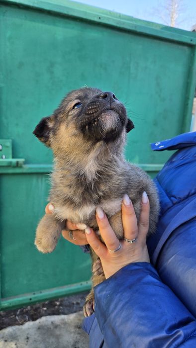 Отдам даром. Есть 8 щенят.