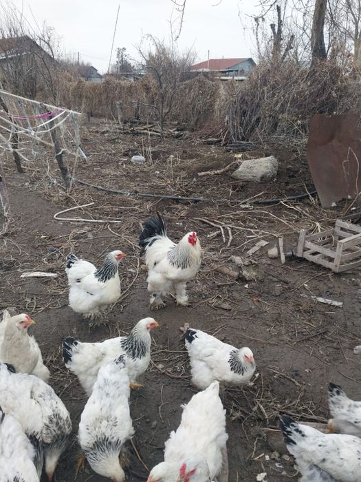 Молодые петухи палевой брамы