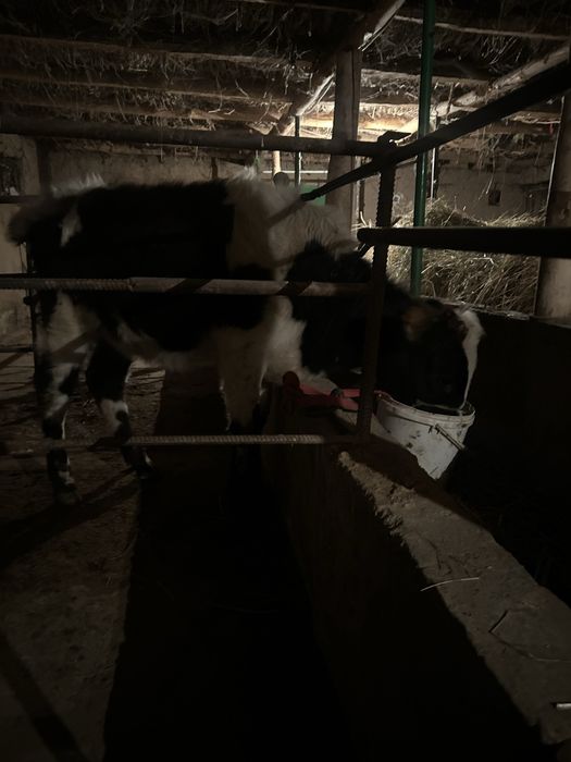 8 oylik mol sotiladi