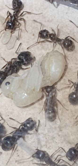 Формикарий от Антпланет без муравьёв.