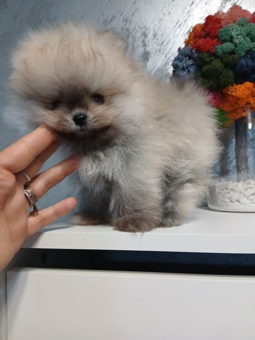 Pomeranian fetita Deosebita