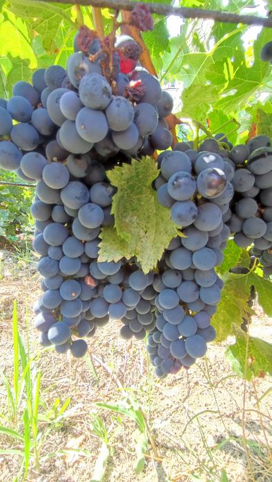 Struguri Merlot Podgoria Odobești