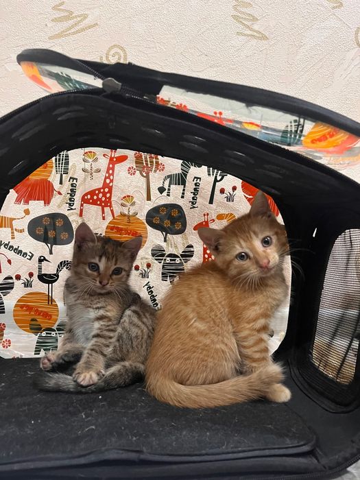 Отдам котят в добрые руки