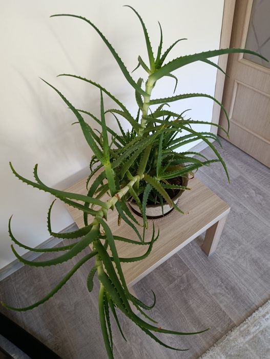 Десятилетнее Алоэ столетник
