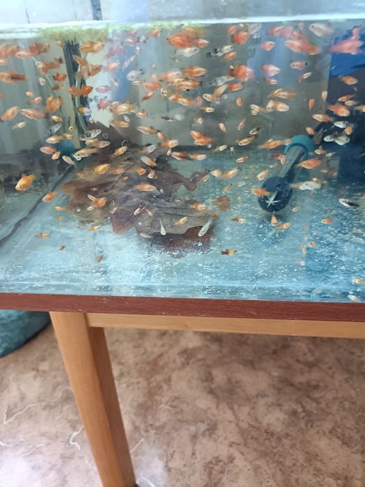 Мальки пецилии 1+см.